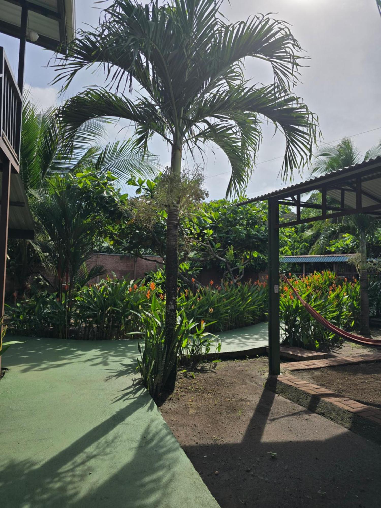 Tortuguero Hill Rooms Buitenkant foto